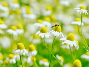 4月のお休みのお知らせ