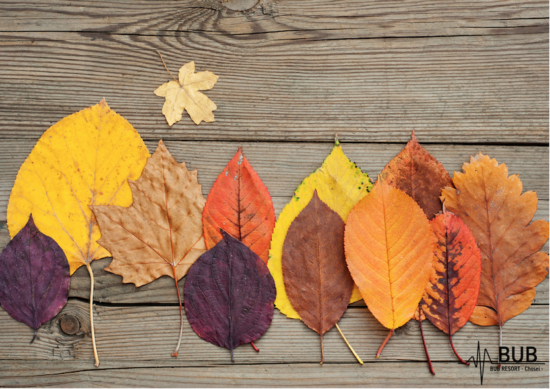 11月のお休みのお知らせ